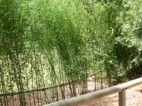 Цветение бамбука