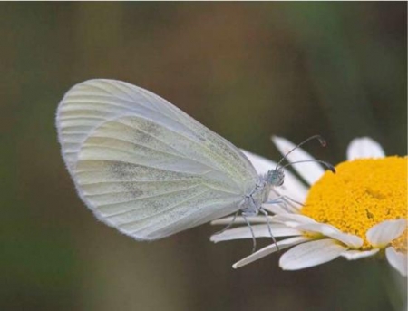В Британии возведут самый большой в мире павильон для бабочек