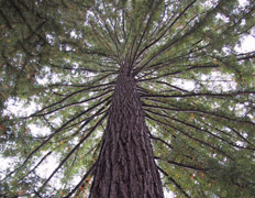 Высочайшее дерево победило Гиганта Стратосферы
