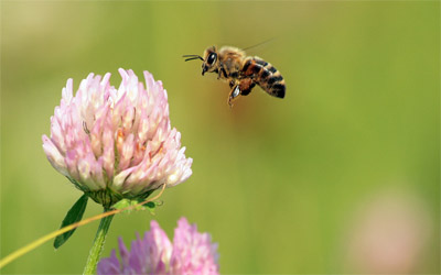 Спасти пчел помогут растения на вашем дачном участке