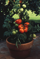 Советы по выращиванию помидоров