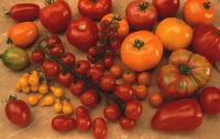 Советы по выращиванию помидоров