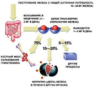 Дефицит железа в организмах восполнят растения