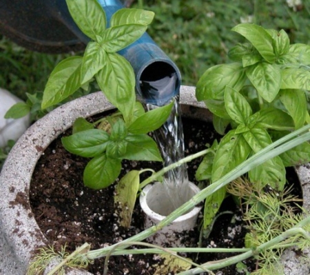 Как посадить растения в земляничный вазон