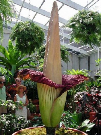 Самые необычные растения в мире