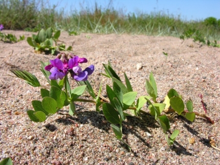 Пляж для редкого растения