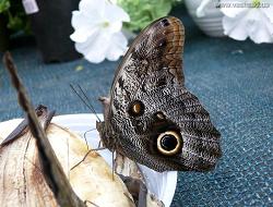 Фотоотчёт по выставке экзотических бабочек в магазине "Ваш Сад"