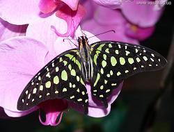 Фотоотчёт по выставке экзотических бабочек в магазине "Ваш Сад"