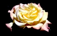 10 советов по срезке и продлению жизни роз 