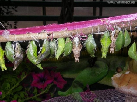 Выставка экзотических бабочек в магазине 