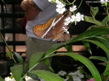 Выставка экзотических бабочек в магазине 