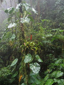 В Коста-Рике нашли одиннадцать новых видов растений и животных