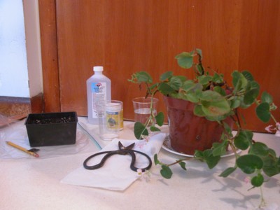 Как сделать новые растения из черенков  