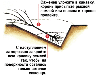 Готовим цветник и саженцы к заморозкам