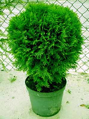 http://www.vashsad.ua/rus/uploads/posts/2008-10/1224184164_thuja.jpg