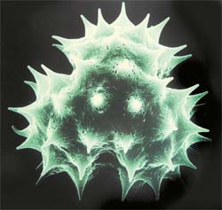 Цветочная пыльца под микроскопом