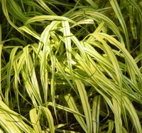 Хаконехлоя – японский золотой тростник – растение 2009 года