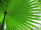 Типы пальмовых деревьев