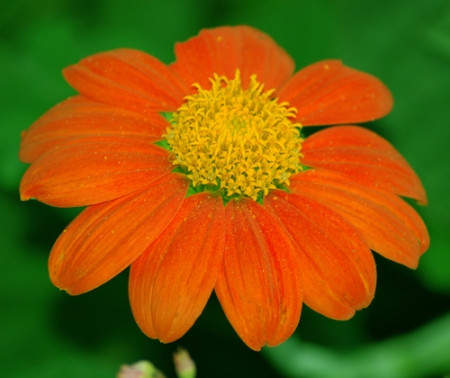Оранжевые цветы
