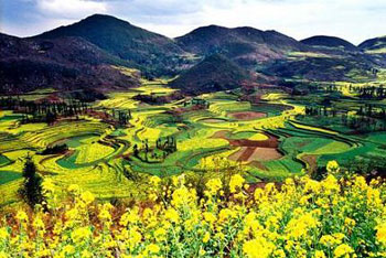 Золотое море цветов рапса в Лопине провинции Юньнань