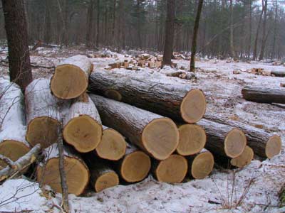 В Приморье уничтожаются ценные леса