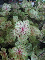 Caladium—Как выращивать каладиум 