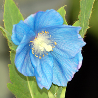 Синие цветы 