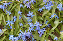 Синие цветы 