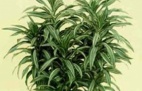 Dracaena Fragrans