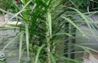 Dracaena Marginata