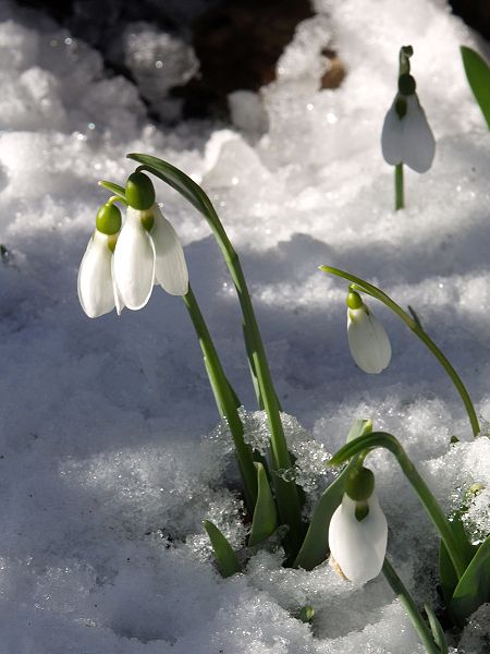 Доклад по теме Род Galanthus L. - Подснежник