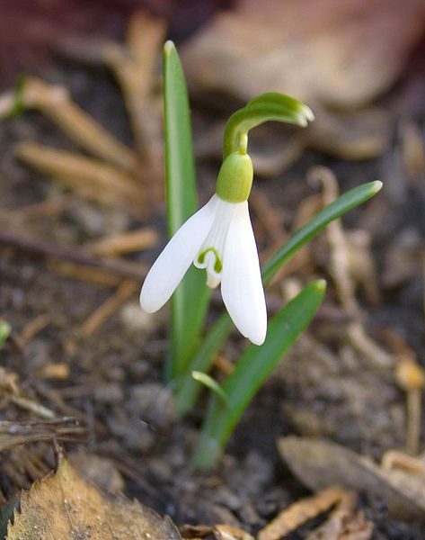 Доклад по теме Род Galanthus L. - Подснежник