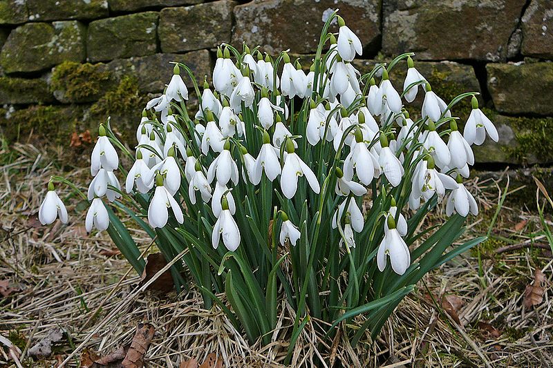 Доклад по теме Род Galanthus L. - Подснежник