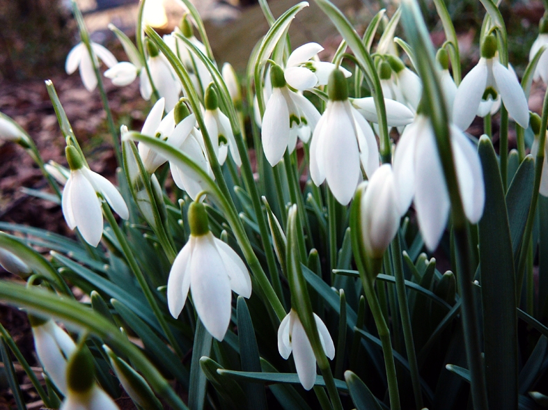 Доклад по теме Род Galanthus L. - Подснежник