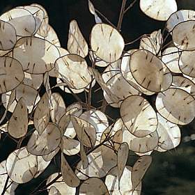 Лунник, Lunaria, описание, уход, фото