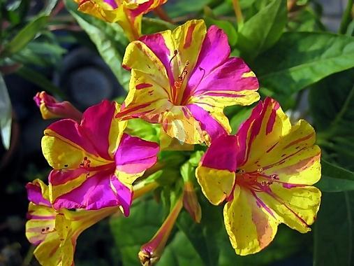 http://www.vashsad.ua/downloads/image/00000/mirabilis-jalapa2.jpg