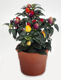 Паслен перцевидный (Solanum capsicastrum)