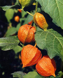 Декоративный физалис (Physalis ornamental)