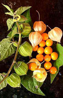 Физалис перуанский (Physalis peruviana)