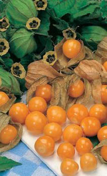 Физалис земляничный (Physalis pruinosa)