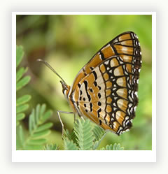 Бабочки - шедевр, созданный природой