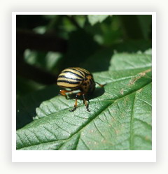 Колорадский жук - самый опасный вредитель огорода