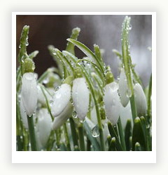 Подснежники - первые цветы весны
