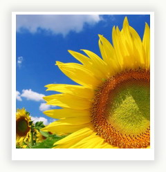 Подсолнух - цветок солнца
