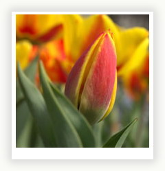 Тюльпаны - олицетворение весенней красоты