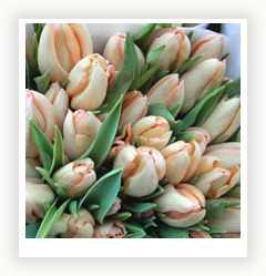 Тюльпаны - олицетворение весенней красоты