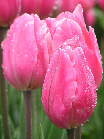 Тюльпан – цветочный хан