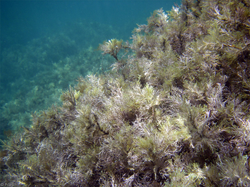 Водоросли черного моря