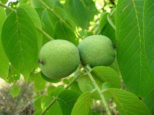 Грецкий орех - дерево на все случаи жизни
