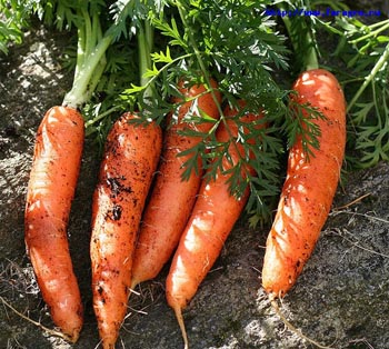 Как выращивать морковь